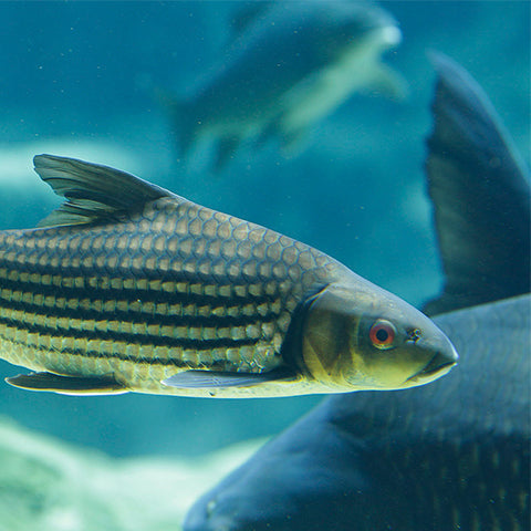 Jullien golden carp