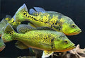 Peacock bass golden kelberi
