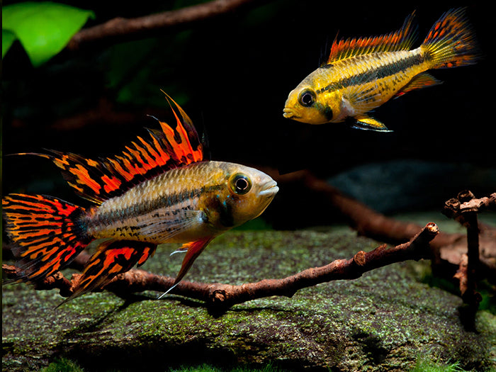 Apisto Double Red cichlids