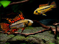 Apisto Double Red cichlids