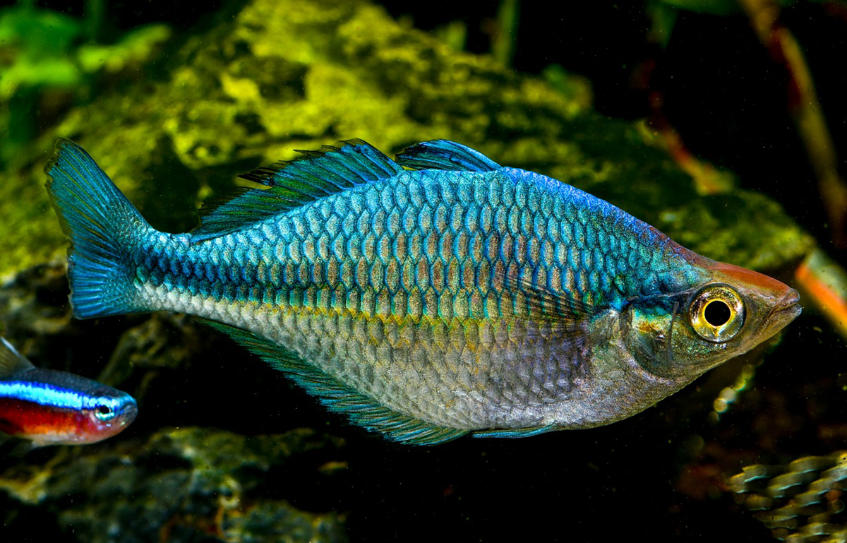 Blue rainbow