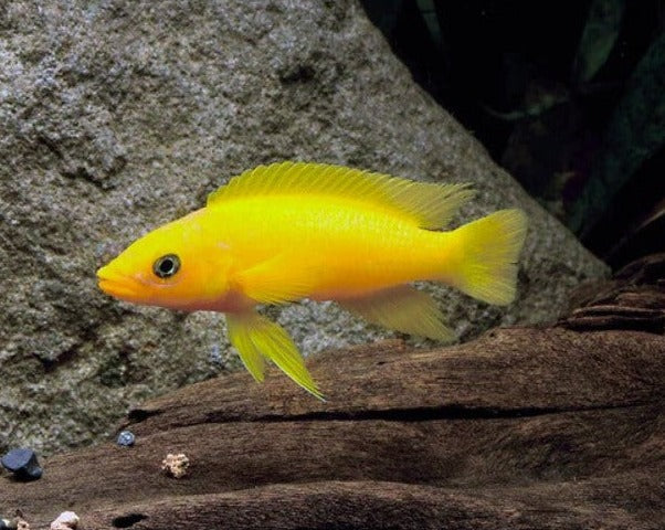 Lemon Cichlid