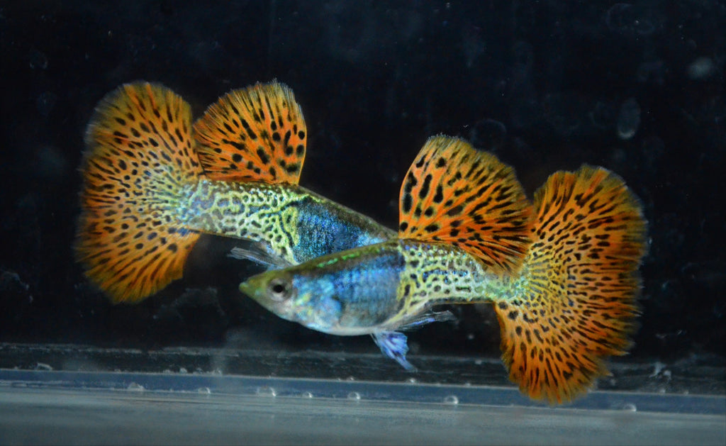 Red Metal Dragon Guppy