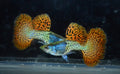 Red Metal Dragon Guppy