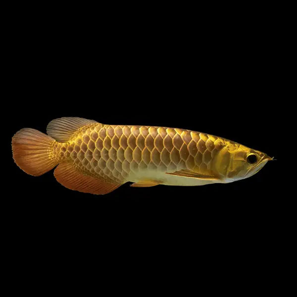 Golden Hi Back Arowana