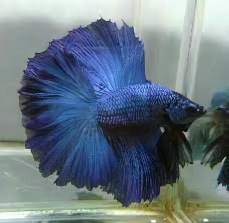 Fullmoon Betta