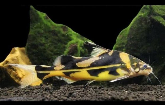 Marble lancer catfish