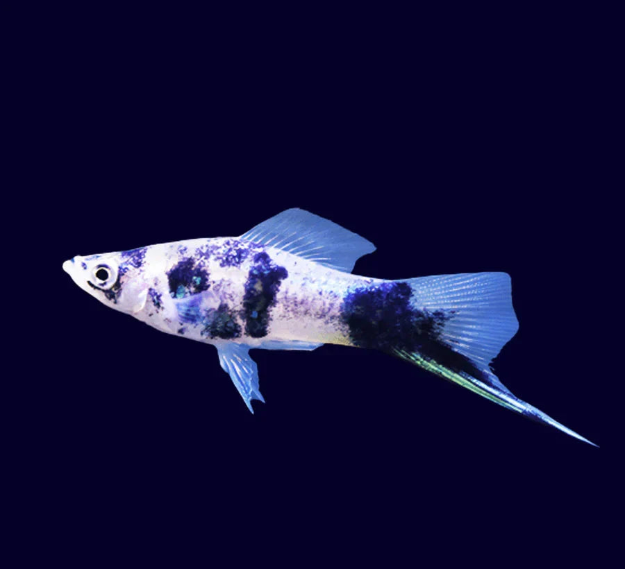 Marble swordtail