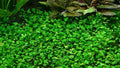 Marsilea hirsuta
