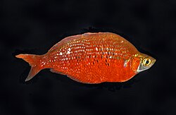 Red rainbow baloon