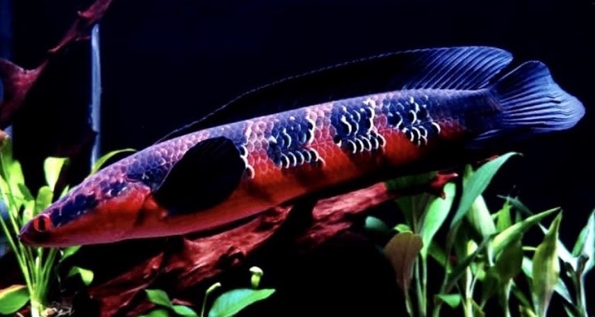 Red Maru Channa