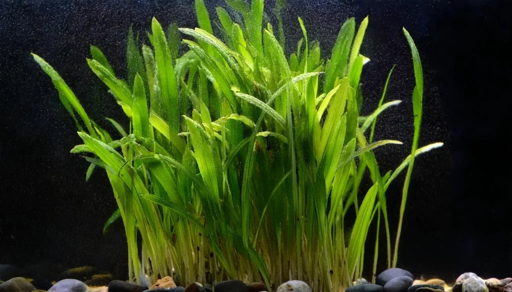 Lilaeopsis brasiliensis
