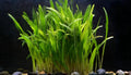 Lilaeopsis brasiliensis