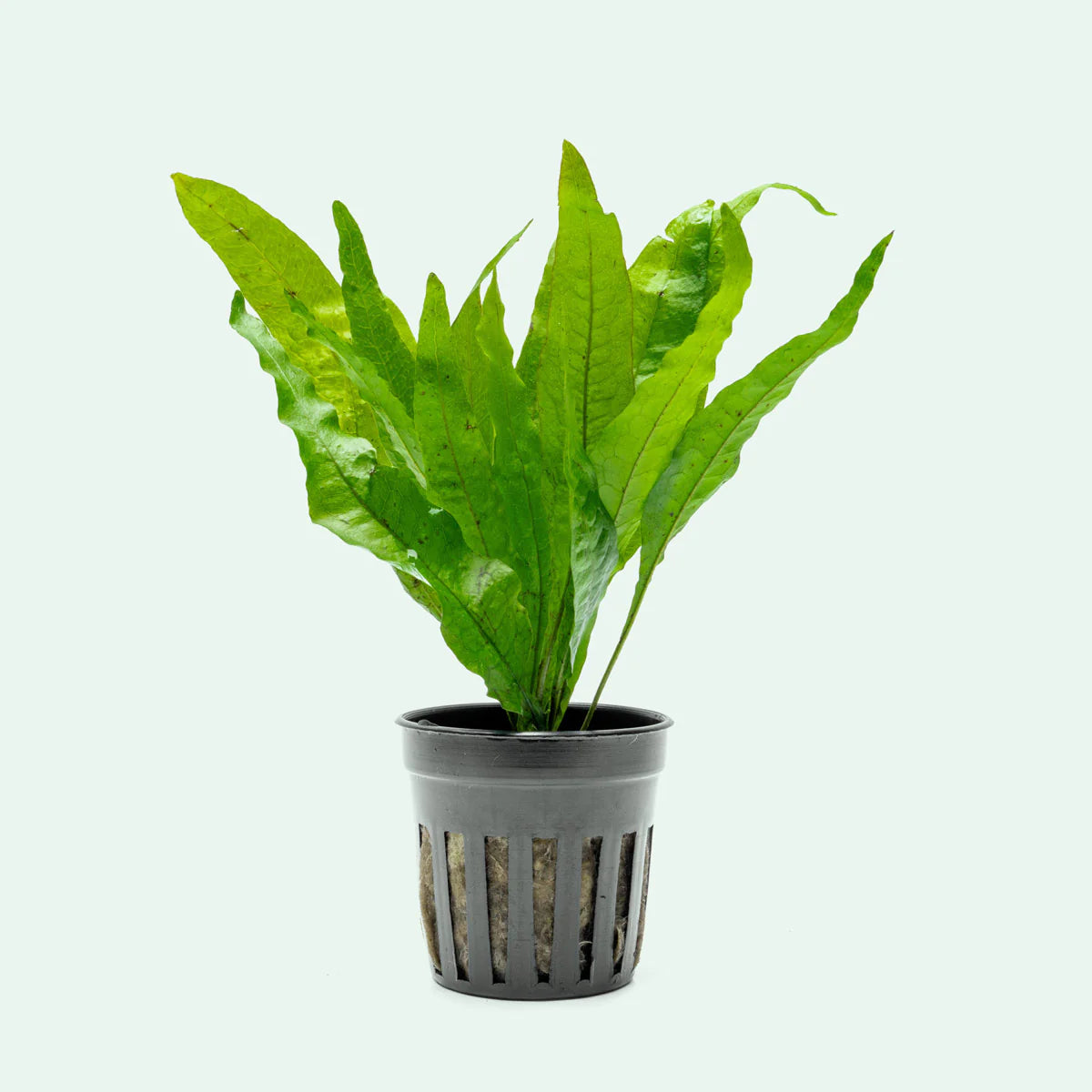 Microsorum pteropus Java Fern (single plant)