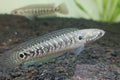 CHANNA ASIATICA WHITE SPOT