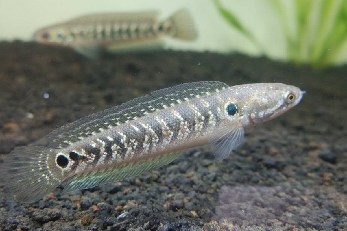 CHANNA ASIATICA WHITE SPOT