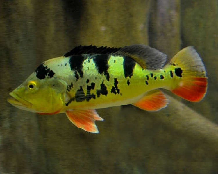 Peacock Bass Monoculus