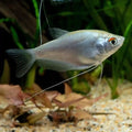 Moon Light Gourami
