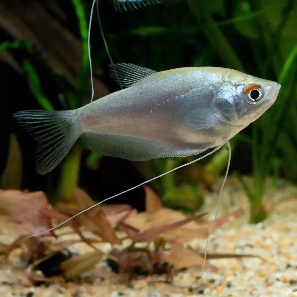 Moon Light Gourami