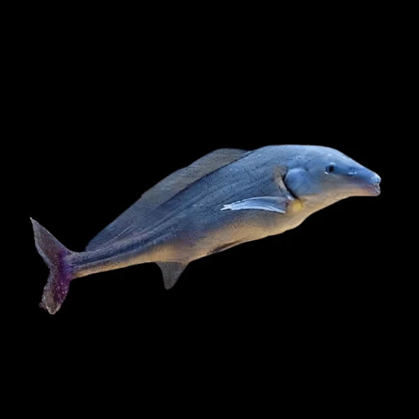 Imported dolphin fish International