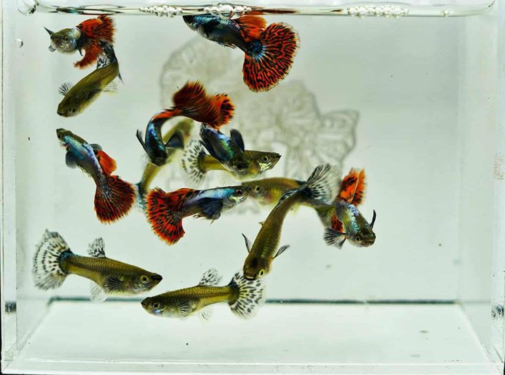 Mixed Mosaic Guppy