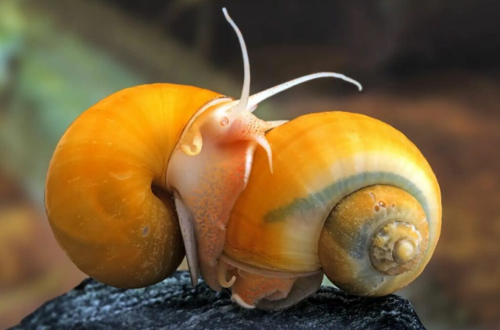 Mystery Snail