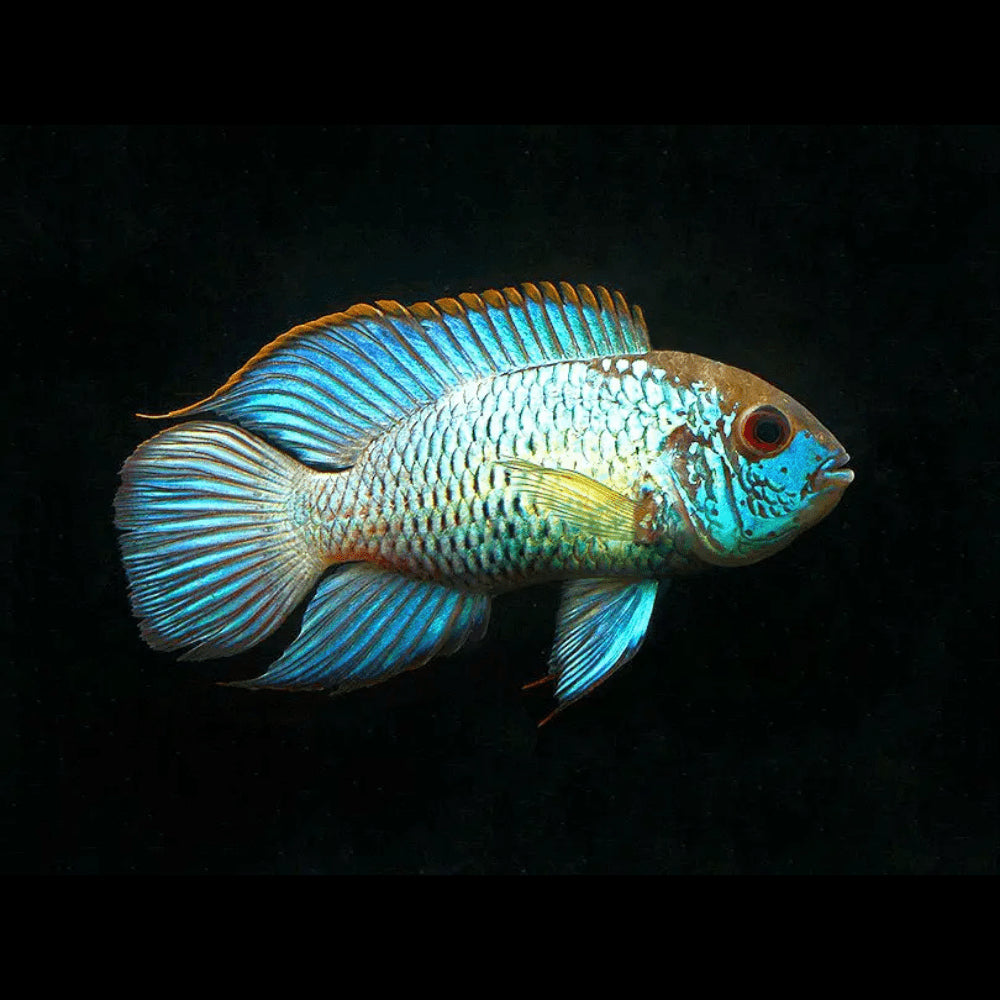Neon Blue Accara