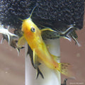 Synodontis Yellow (Rare)