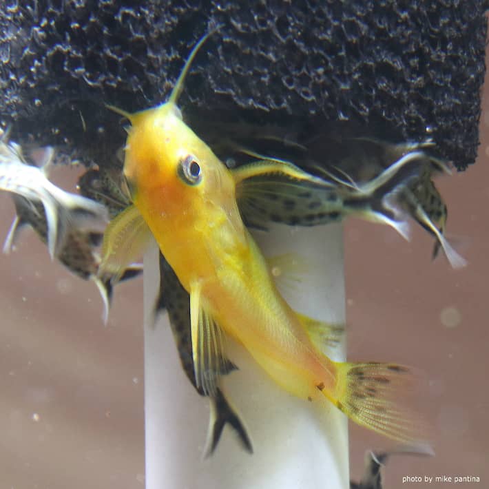 Synodontis Yellow (Rare)