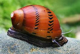 Striptted Pumpkin Snail