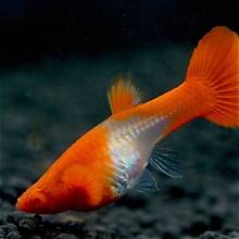 Red Ear Koi pair
