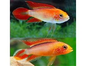 Phoenix Flame Apistogramma