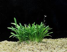 Sagittaria subulata
