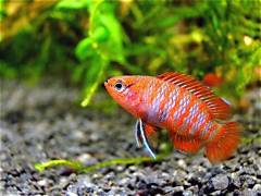 Red Badis