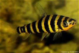 Banded Leporinus