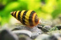 Assassin Snail