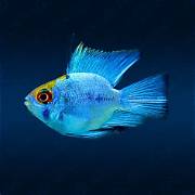 Electric Blue Balloon German Remirezi Fish