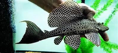 L165 Pleco