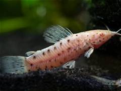 Albino Ospotted Cat Fish