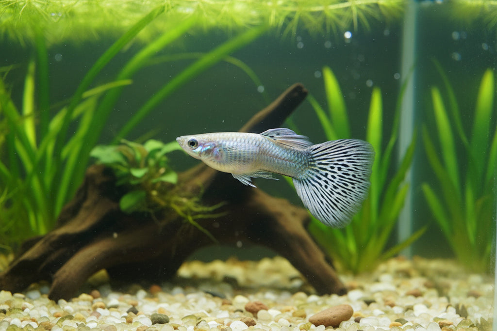 Platinum Dragon Guppy