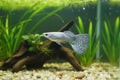 Platinum Dragon Guppy