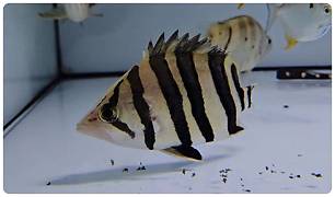 Tiger Fish Samutra