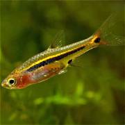 Least rasbora