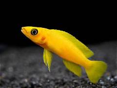 Lemon Cichlid