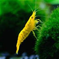 Yellow Shrimp
