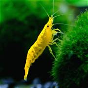 Yellow Shrimp