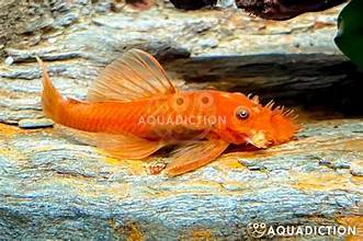 Super Red Bristle nose Pleco 1.5 INCH