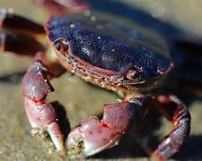 Double hand crab