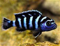 Damosoni cichlid