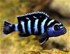 Damosoni cichlid